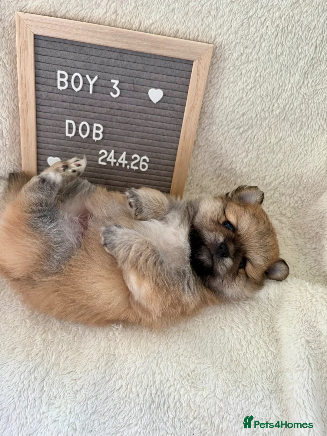 Mixed Breed dogs for sale: Stunning Shih Tzu/ Pomeranian puppies  in London - Advert 19