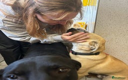 Mixed Breed dogs for adoption: Rocco - Norwich Norfolk  - Image 7