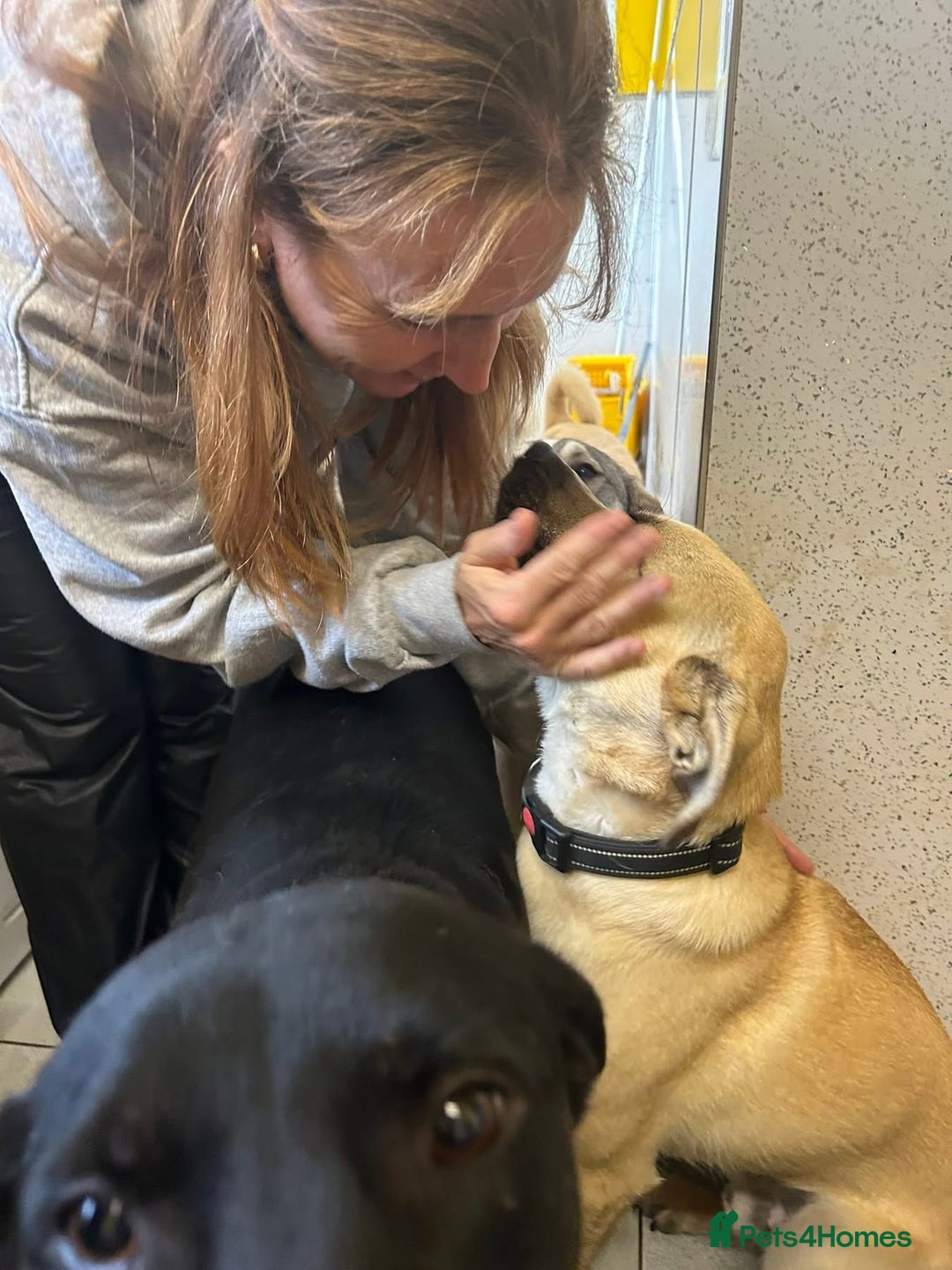 Mixed Breed dogs for adoption: Rocco - Norwich Norfolk  - Image 7