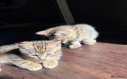 British Shorthair cats for sale: Kitten  - Image 18