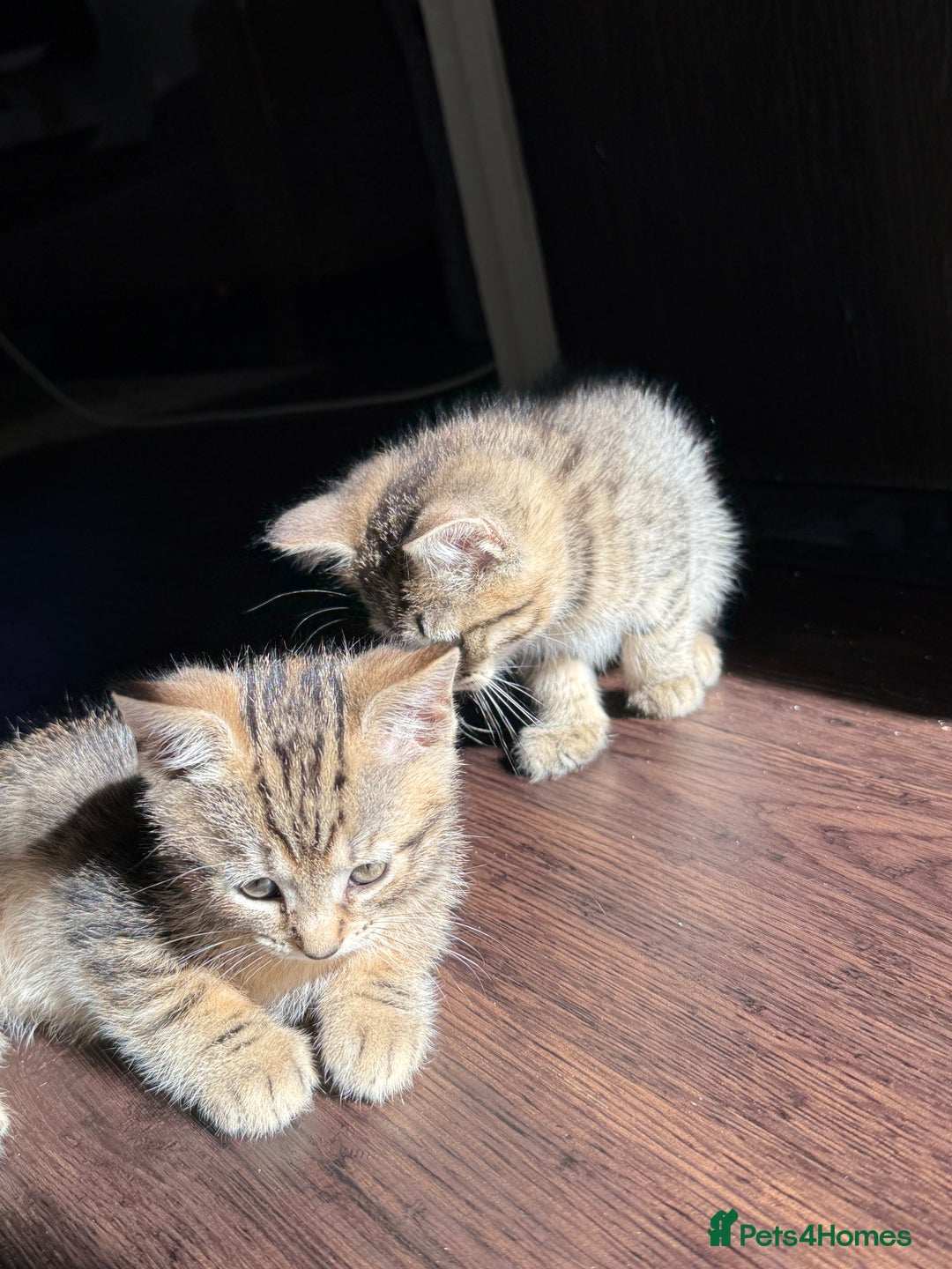 British Shorthair cats for sale: Kitten  - Image 18