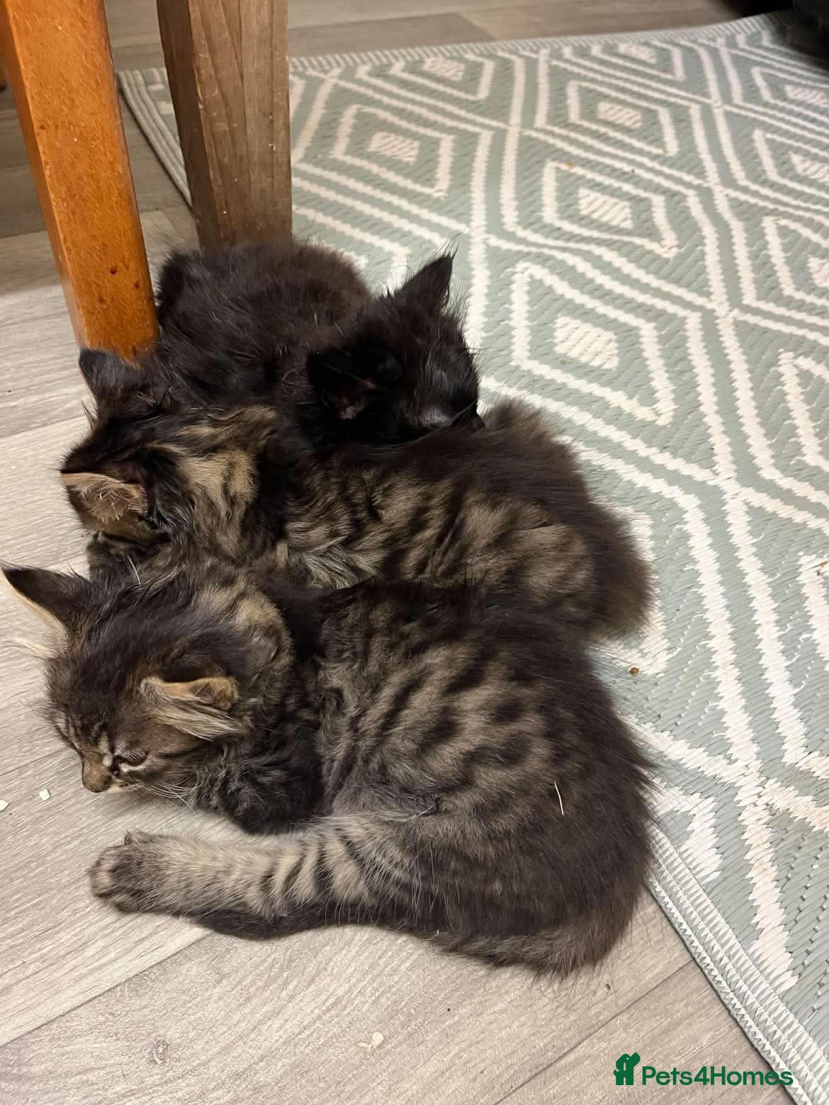 European cats Beautiful Kittens 🐱 available now - Advert 2