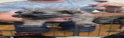 German Shepherd dogs for sale: German Shepherd Puppies - Advert 14
