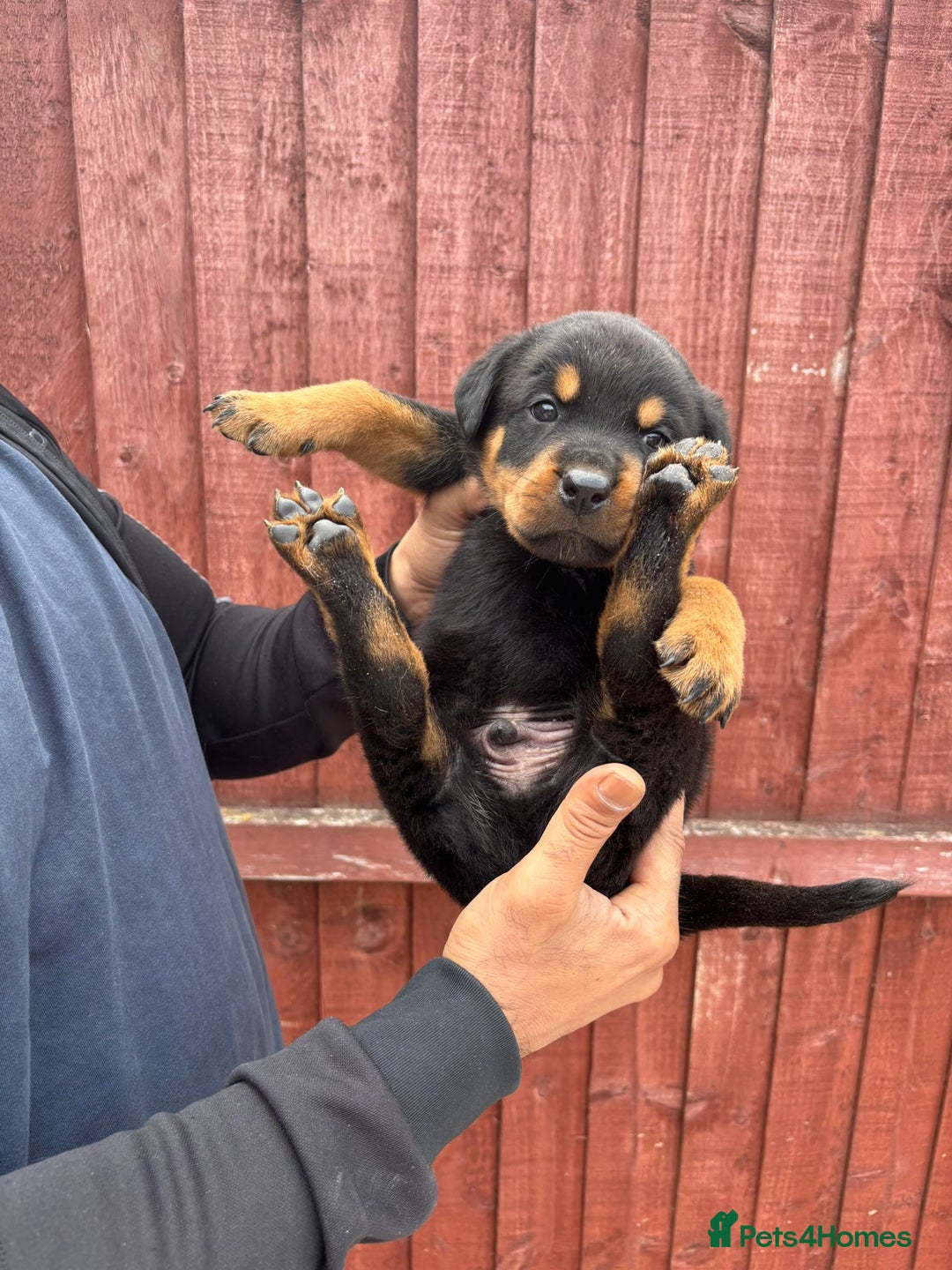 Rottweiler dogs for sale: Pure rottweiler  - Image 7