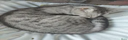 Mixed Breed cats for sale: Tabby kittens  - Advert 9
