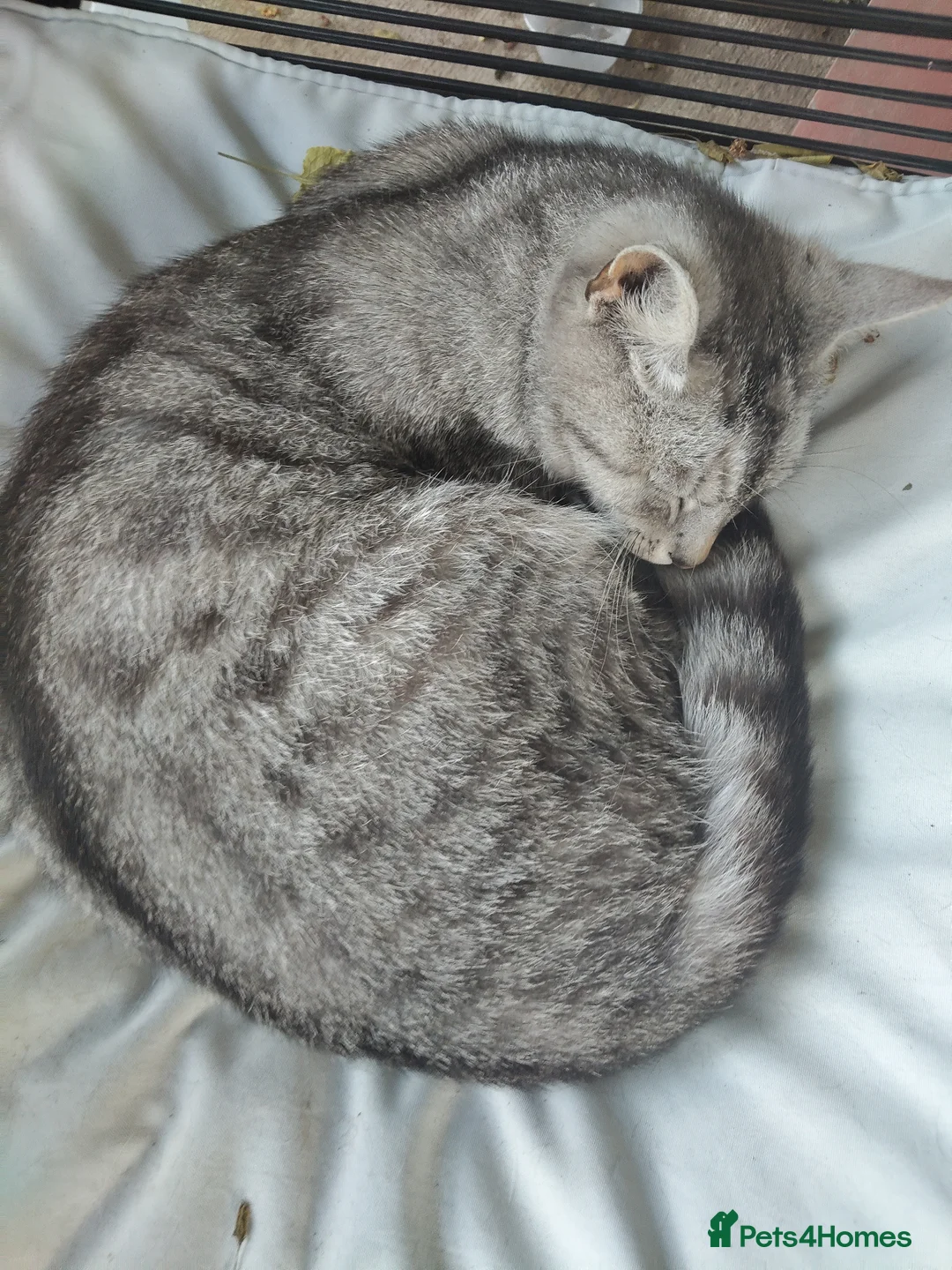 Mixed Breed cats for sale: Tabby kittens  - Advert 9
