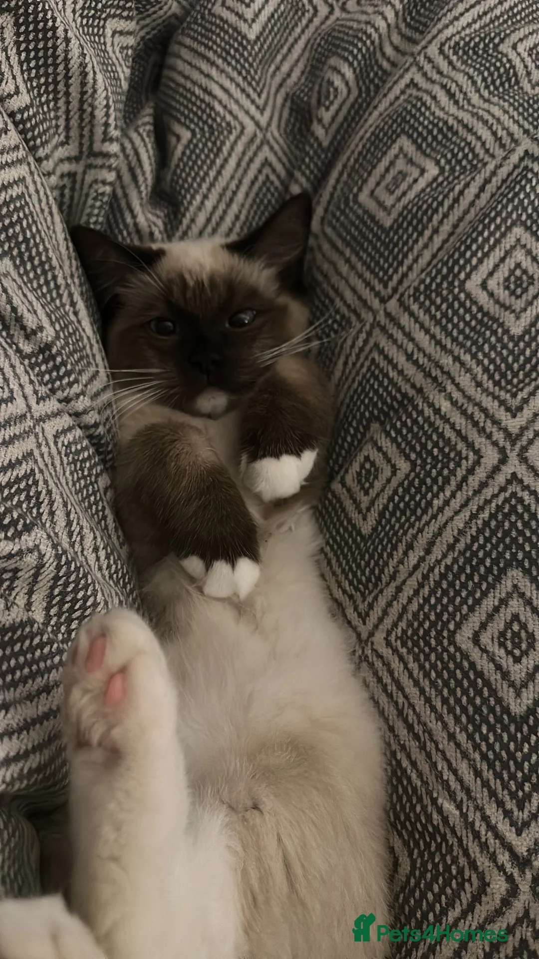 Ragdoll cats for stud: Nimbus for stud! ⭐ 🐾 - Advert 8