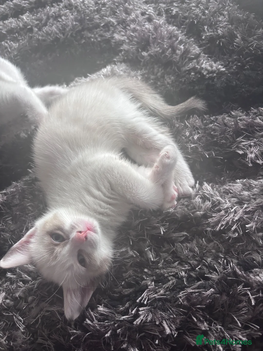 Domestic Shorthair cats for sale: Kittens for sale in Southend-on-Sea - Advert 5