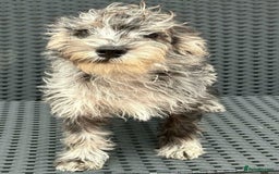 Mixed Breed dogs for sale: READY NOW MERLE SCHNOODLES HEALTH TESTED  in Tipton - Image 6