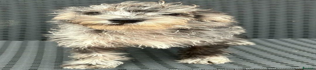 Mixed Breed Puppy 7