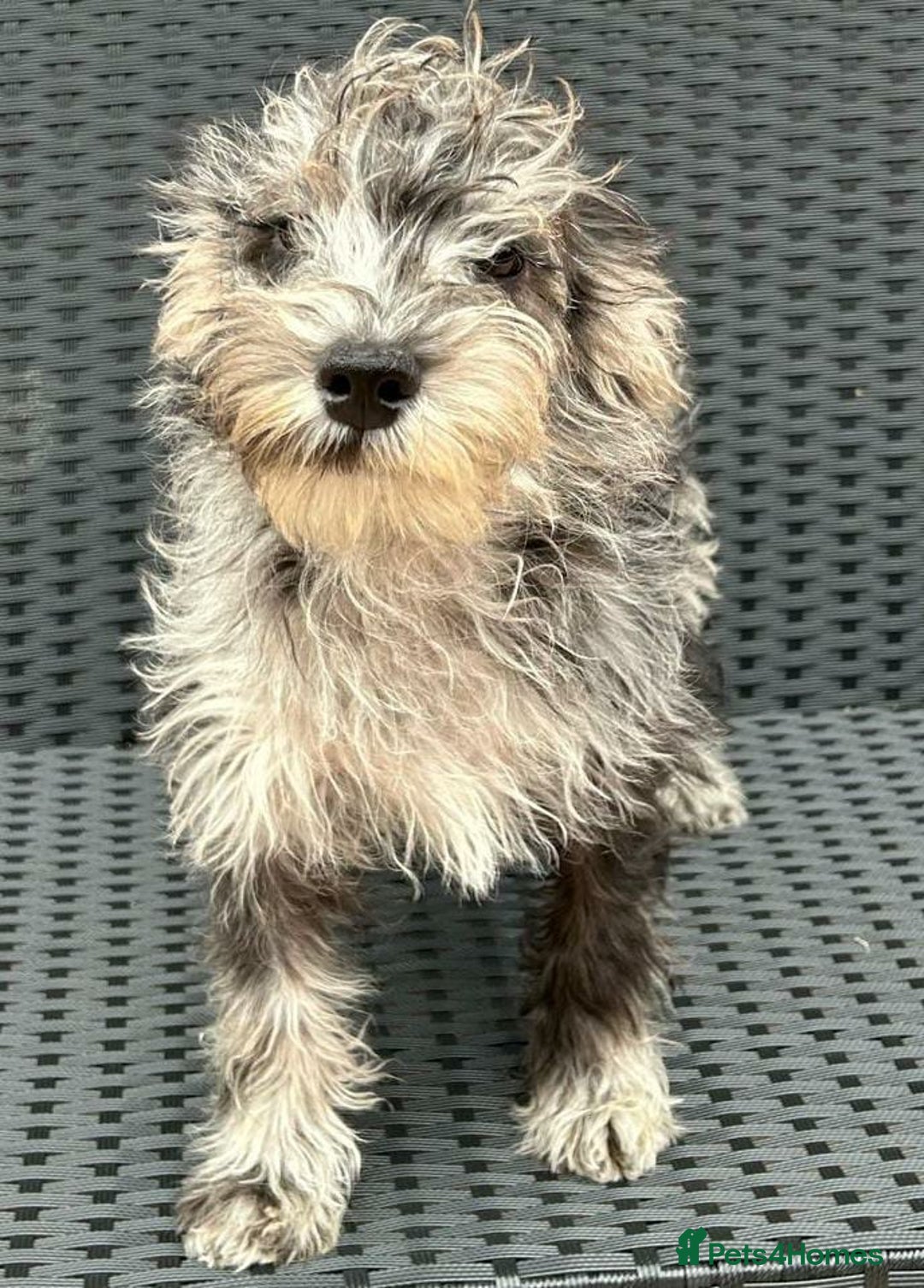 Mixed Breed dogs for sale: READY NOW MERLE SCHNOODLES HEALTH TESTED  in Tipton - Image 6