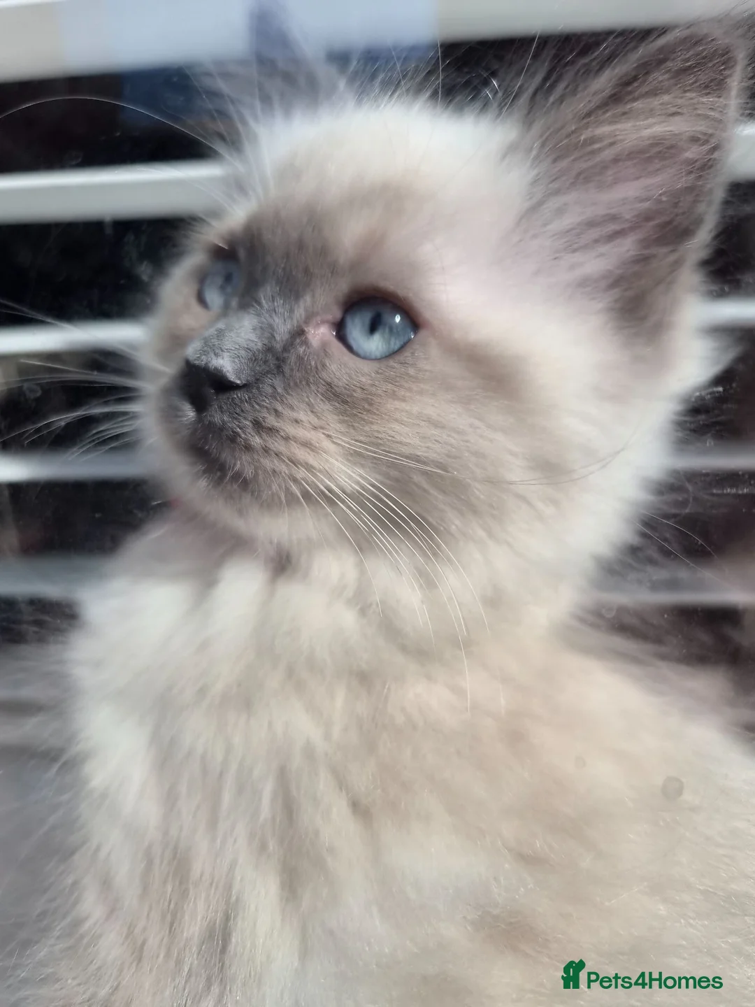 Ragdoll cats for sale: Just 2 left: Purebred female Ragdoll kittens - Advert 2