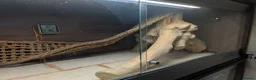Bearded Dragon reptiles for sale: Witblits hypo het trans male Bearded Dragon - Advert 6