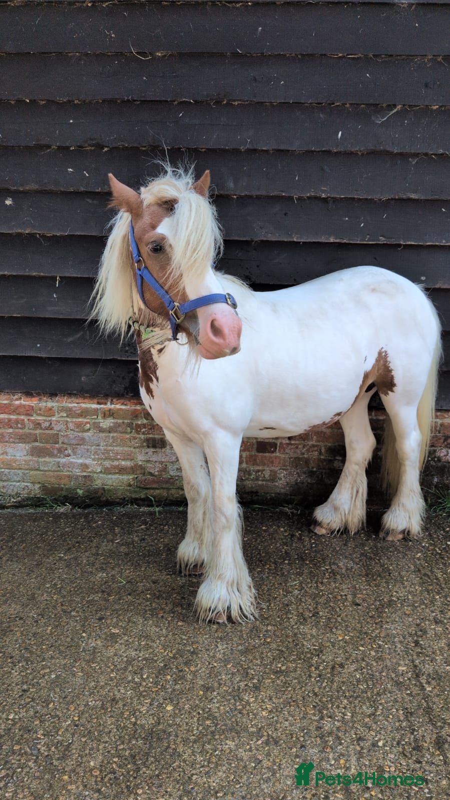Irish Cob horses Beautiful Skewbald Mare, 6 years old, approx.13'1 - Advert 10