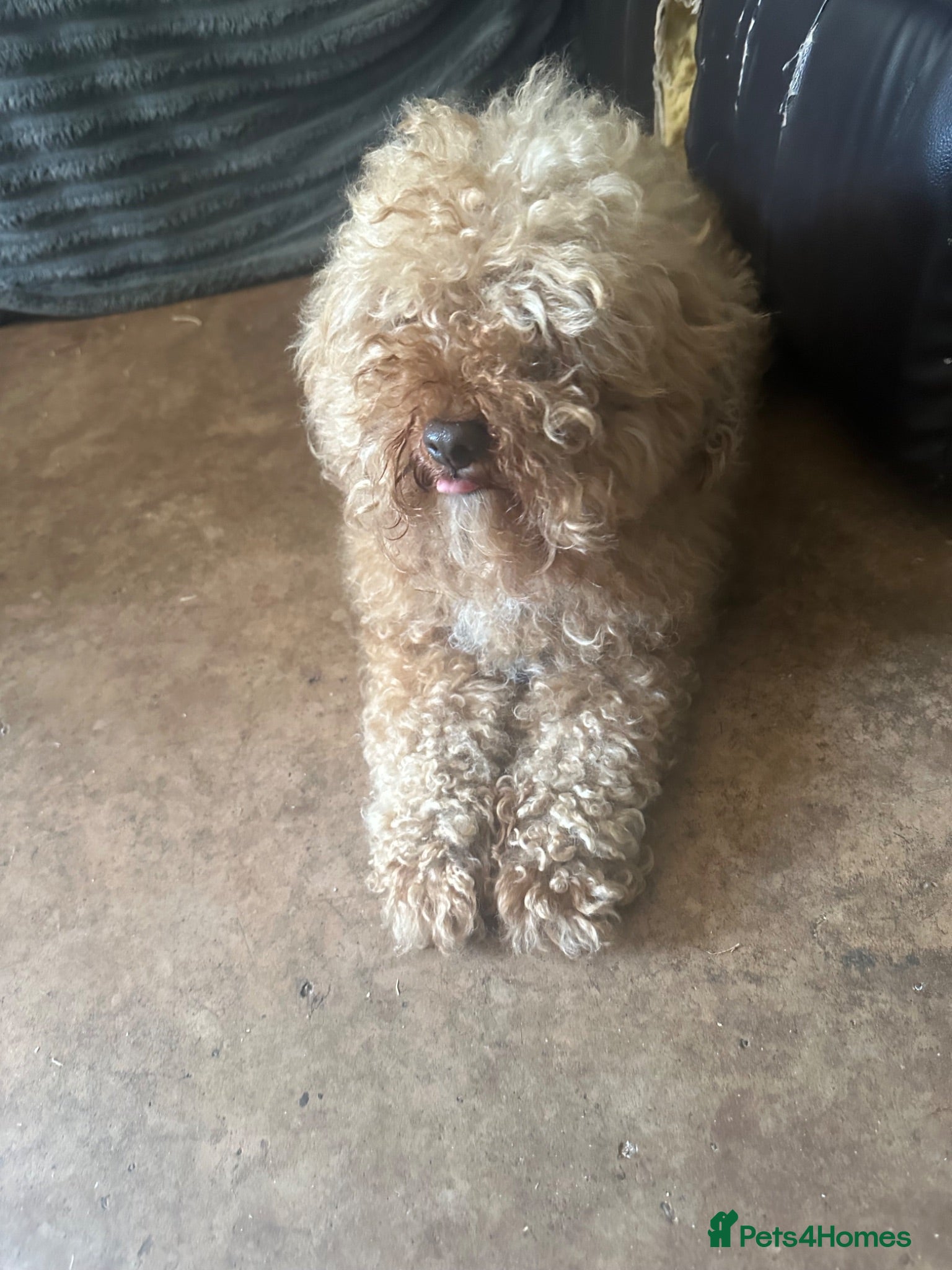 Toy Poodle dogs Toy poodle for stud  - Advert 5