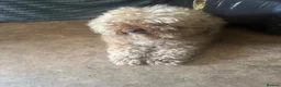 Toy Poodle dogs for stud: Toy poodle for stud  - Advert 1
