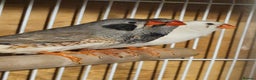 Finches birds for sale: Bengalese finches & Zebra Finches - Advert 4