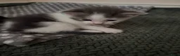 Mixed Breed cats for sale: Gorgeous long haired kittens  in Newton Abbot - Advert 10