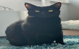 Mixed Breed cats for sale: 2 cats looking for a loving home  - Advert 4