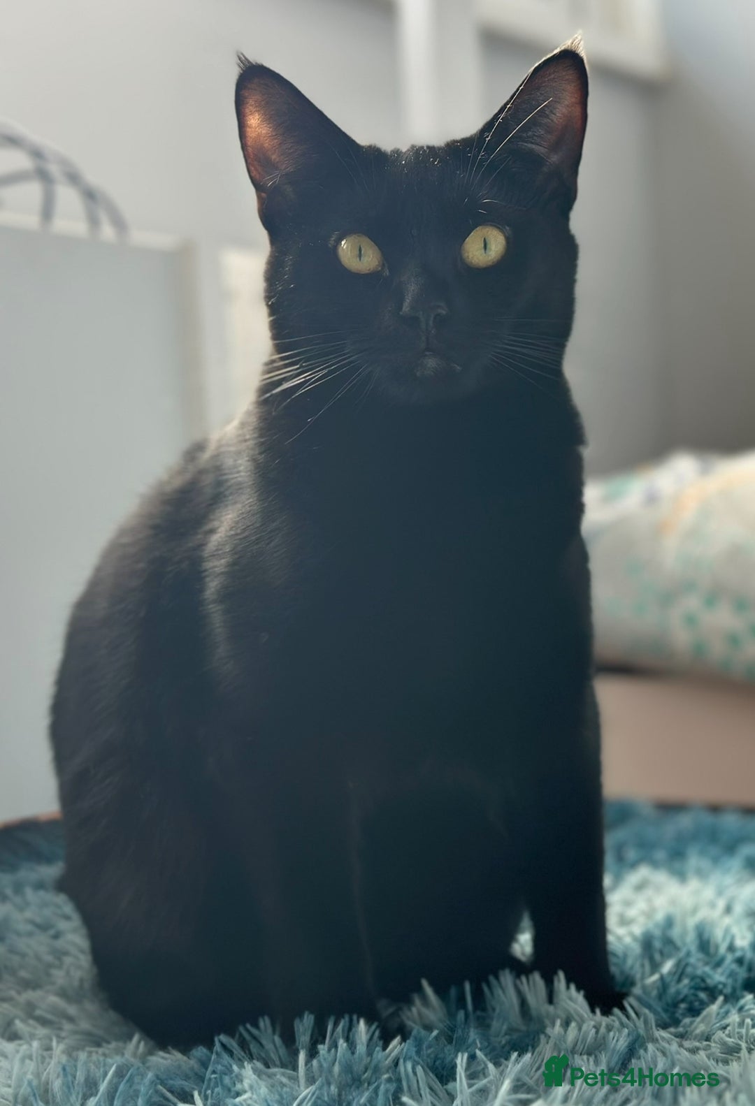 Mixed Breed cats for sale: 2 cats looking for a loving home  - Advert 4