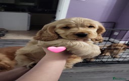 Cocker Spaniel dogs for sale: GOLDEN SHOW COCKER PUPPIES  - Image 3