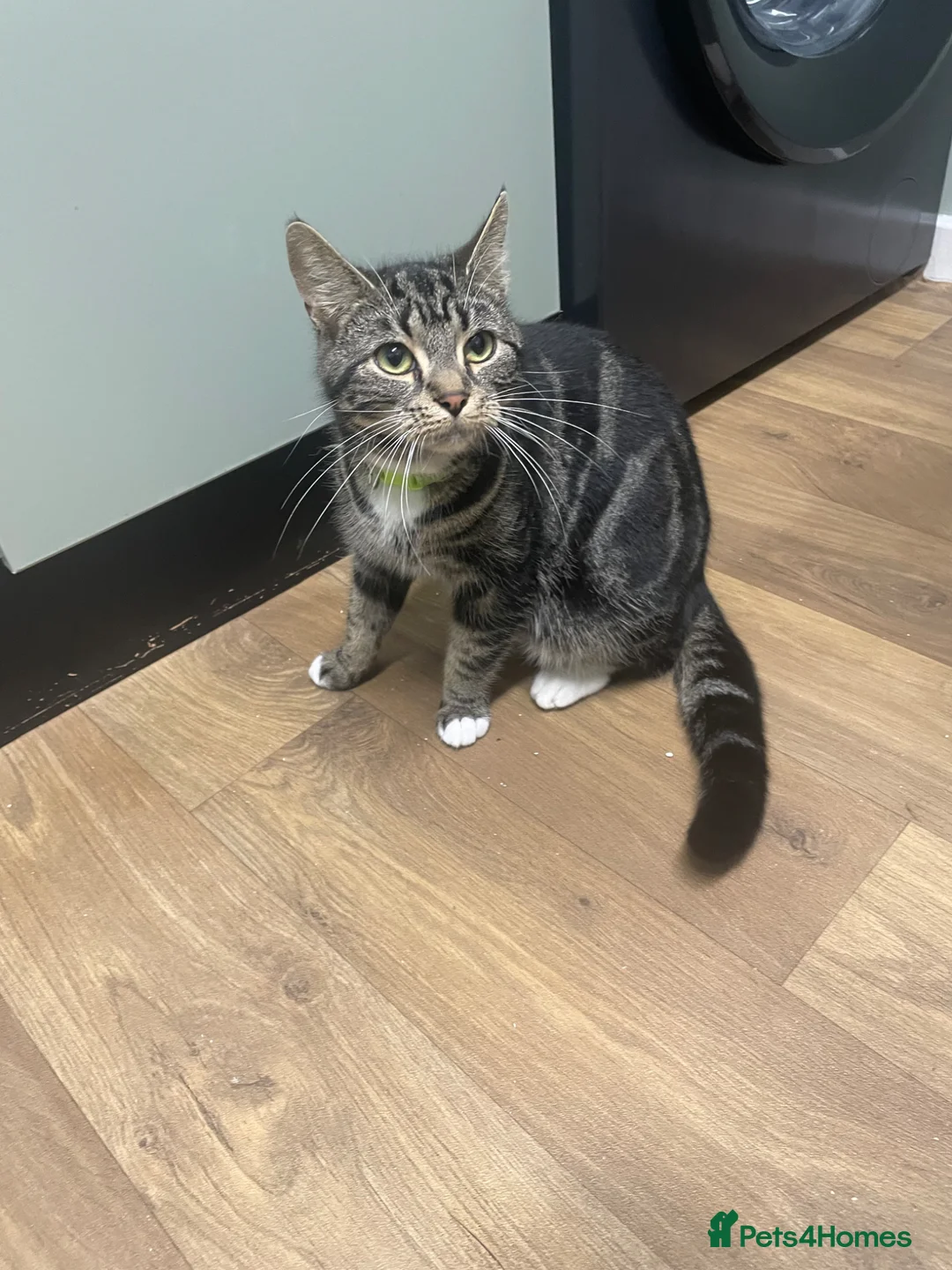 Mixed Breed cats for sale: 6 kittens for sale  - Advert 7