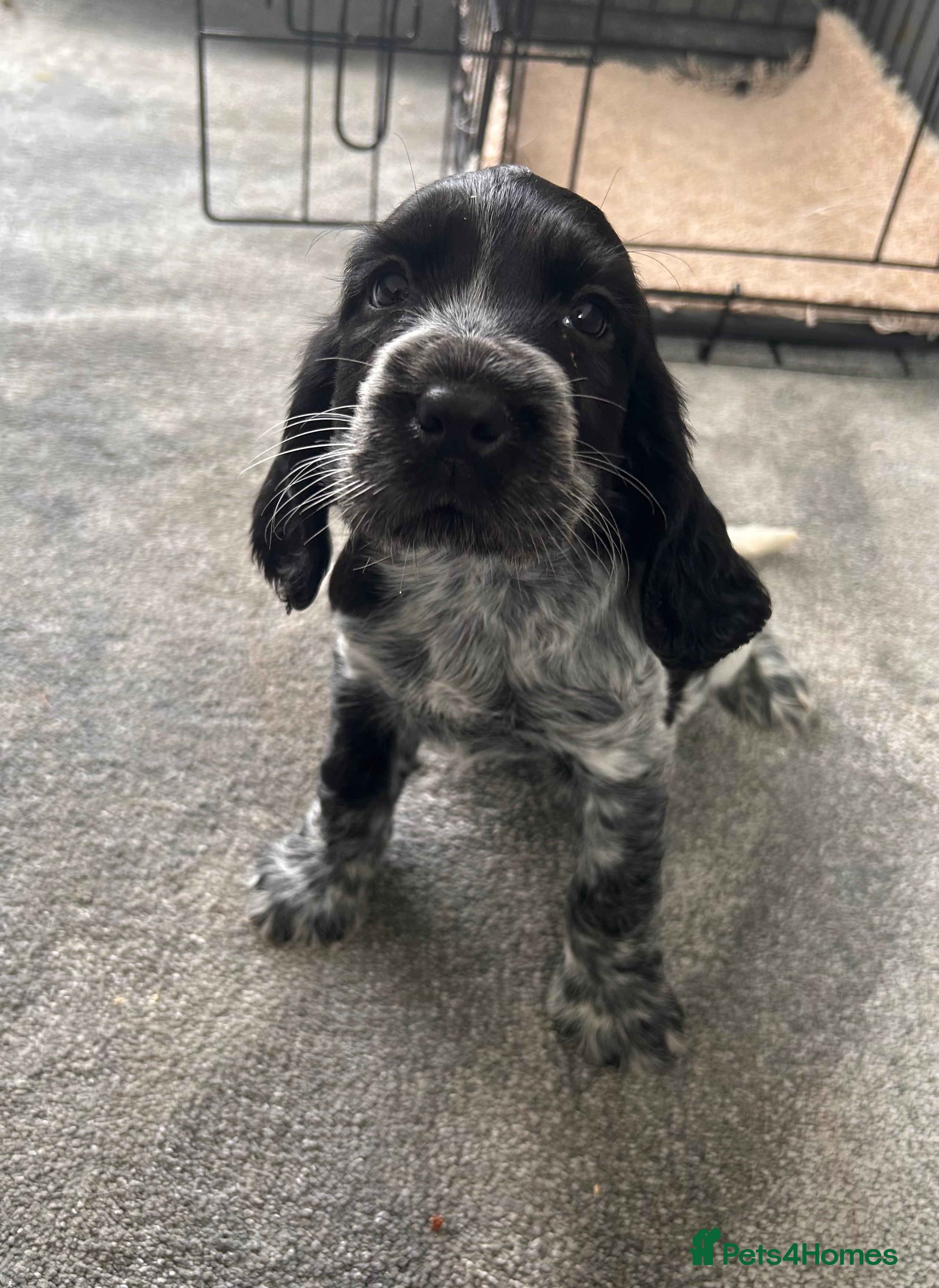 Cocker Spaniel dogs Cocker spaniel puppies  in Manchester - Advert 2