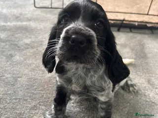 Cocker Spaniel dogs Cocker spaniel puppies in Manchester - Advert 2