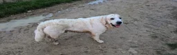 Golden Retriever dogs for stud: Gorgeous KC registered golden retriever Stud,  - Advert 18