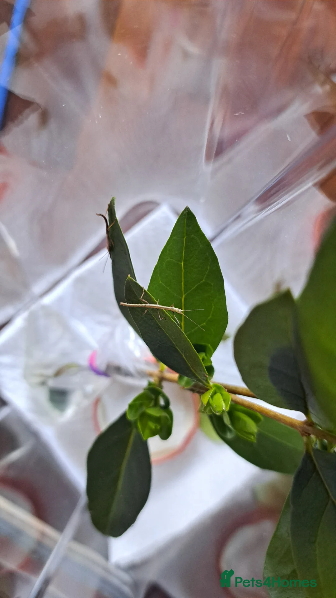 Stick Insects invertebrates for sale: Stick insects in March - Advert 1