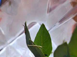 Stick Insects invertebrates Stick insects - Advert 11