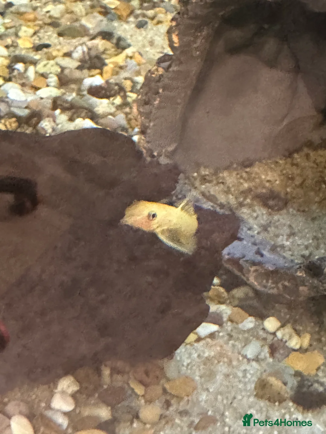 Plecos fish for sale: Britlenose pleco - Advert 3