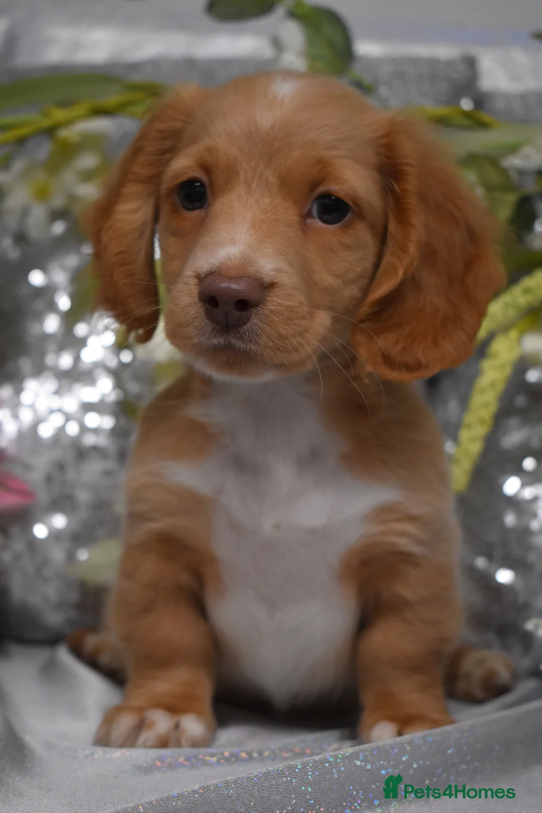 Miniature Dachshund dogs for sale: KC MINIATURE LONG COAT PUPPIES - Advert 3