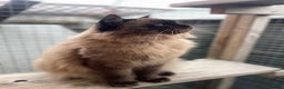 Ragdoll cats for stud: TICA registered seal mink stud - Advert 3