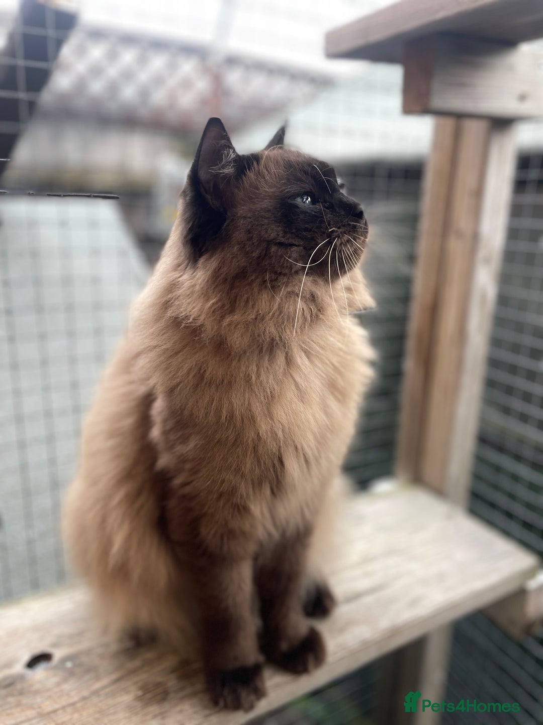 Ragdoll cats for stud: TICA registered seal mink stud - Advert 3