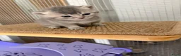 British Shorthair cats for sale: BSH chinchila 💝💝🌟🌟🌟🌟🌟🥇🥇🥇🥇 - Advert 17