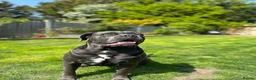 Cane Corso dogs for sale: Cane Corso Puppies – Ready to Reserve  in Loughton - Advert 1