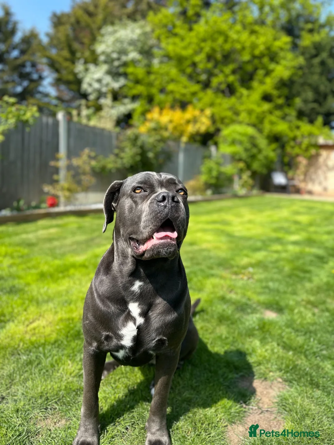 Cane Corso dogs for sale: Cane Corso Puppies – Ready to Reserve  in Loughton - Advert 1