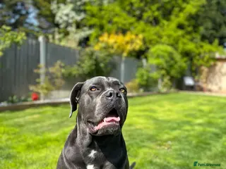 Cane Corso dogs Cane Corso Puppies – Ready to Reserve - Advert 2
