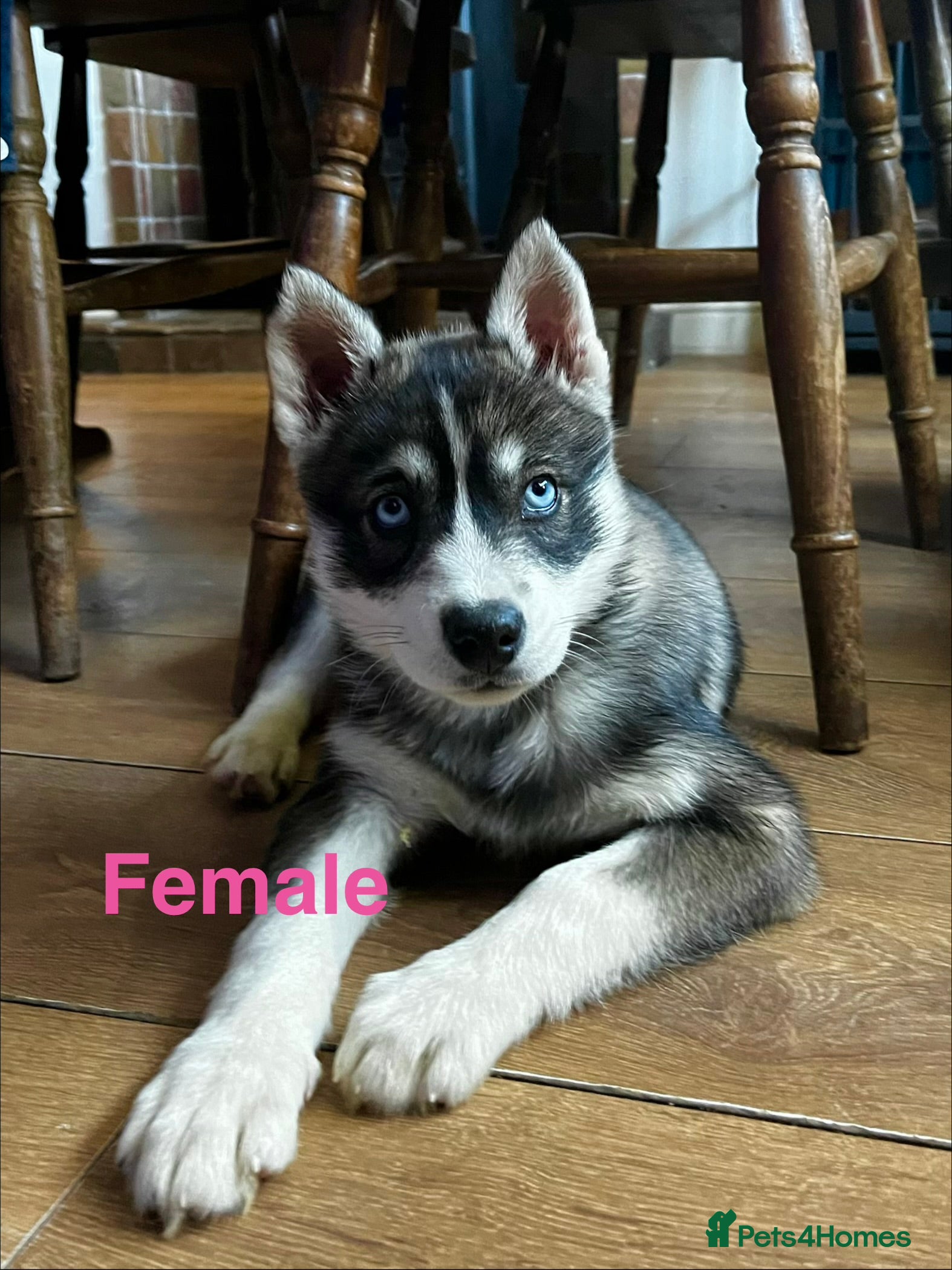 Siberian Husky dogs Stunning Siberian Husky Puppies - Advert 10