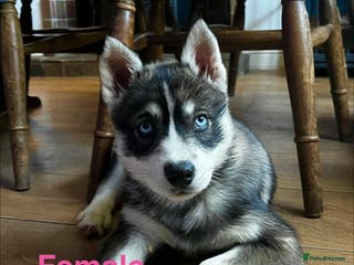 Siberian Husky dogs Stunning Siberian Husky Puppies - Advert 3