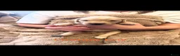 Golden Retriever dogs for sale: Golden retriever puppies  - Advert 5