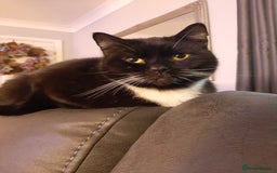 Domestic Shorthair cats for sale: Male Tux 5 yrs old - Image 1