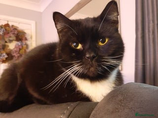 Domestic Shorthair cats - Advert 9