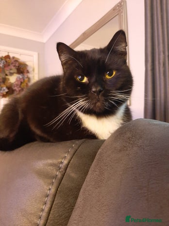 Domestic Shorthair cats - Advert 1