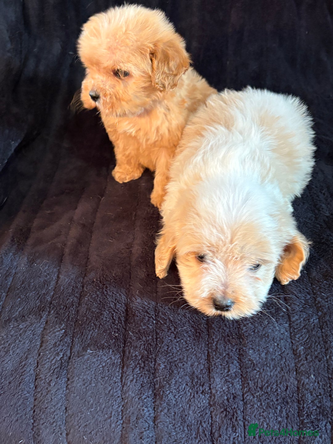 Cavapoo dogs for sale: 💙 TOY CAVAPOO 💙 - Image 5