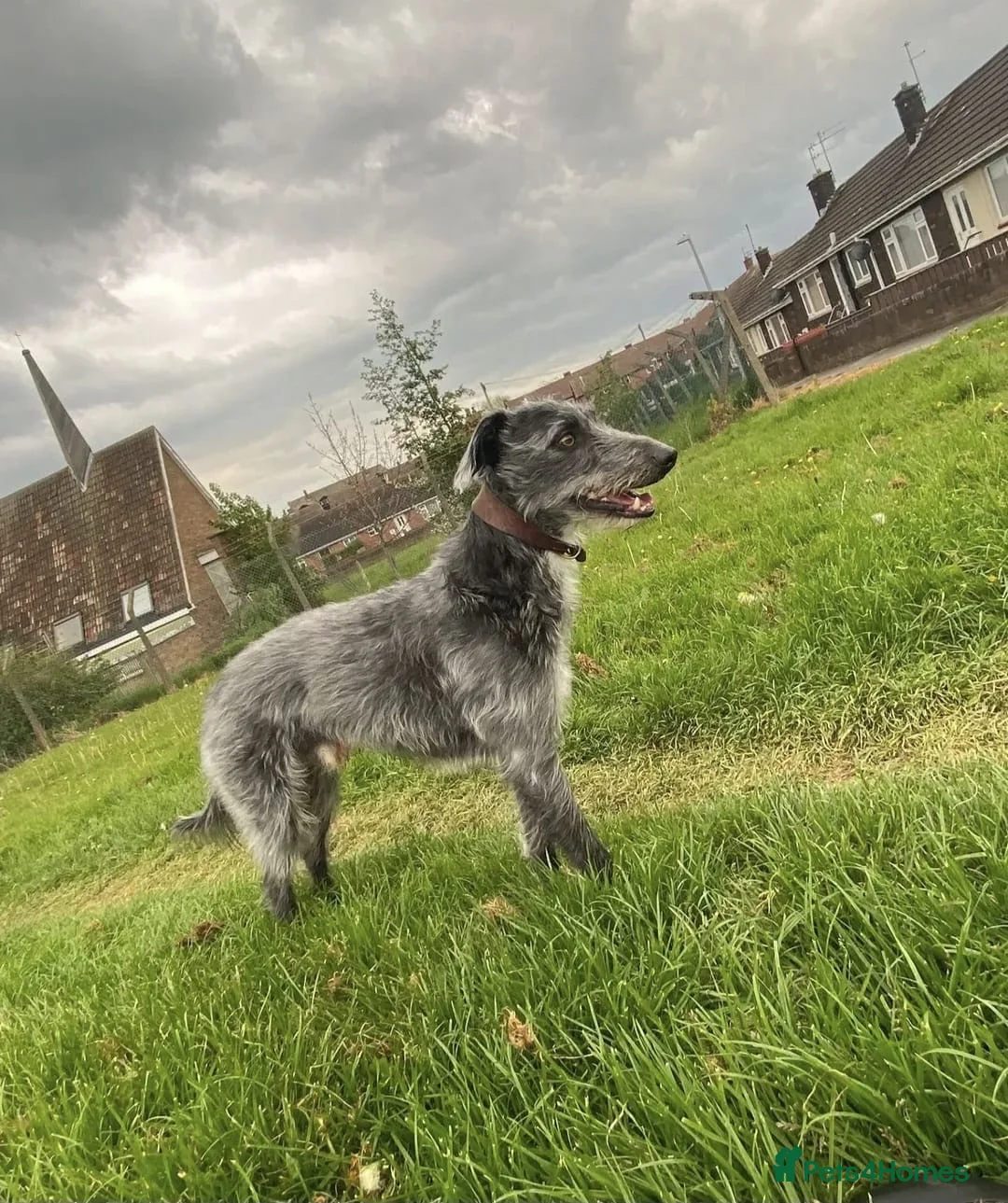 Bedlington Terrier dogs for stud: Bedlington whippet for stud  - Advert 2