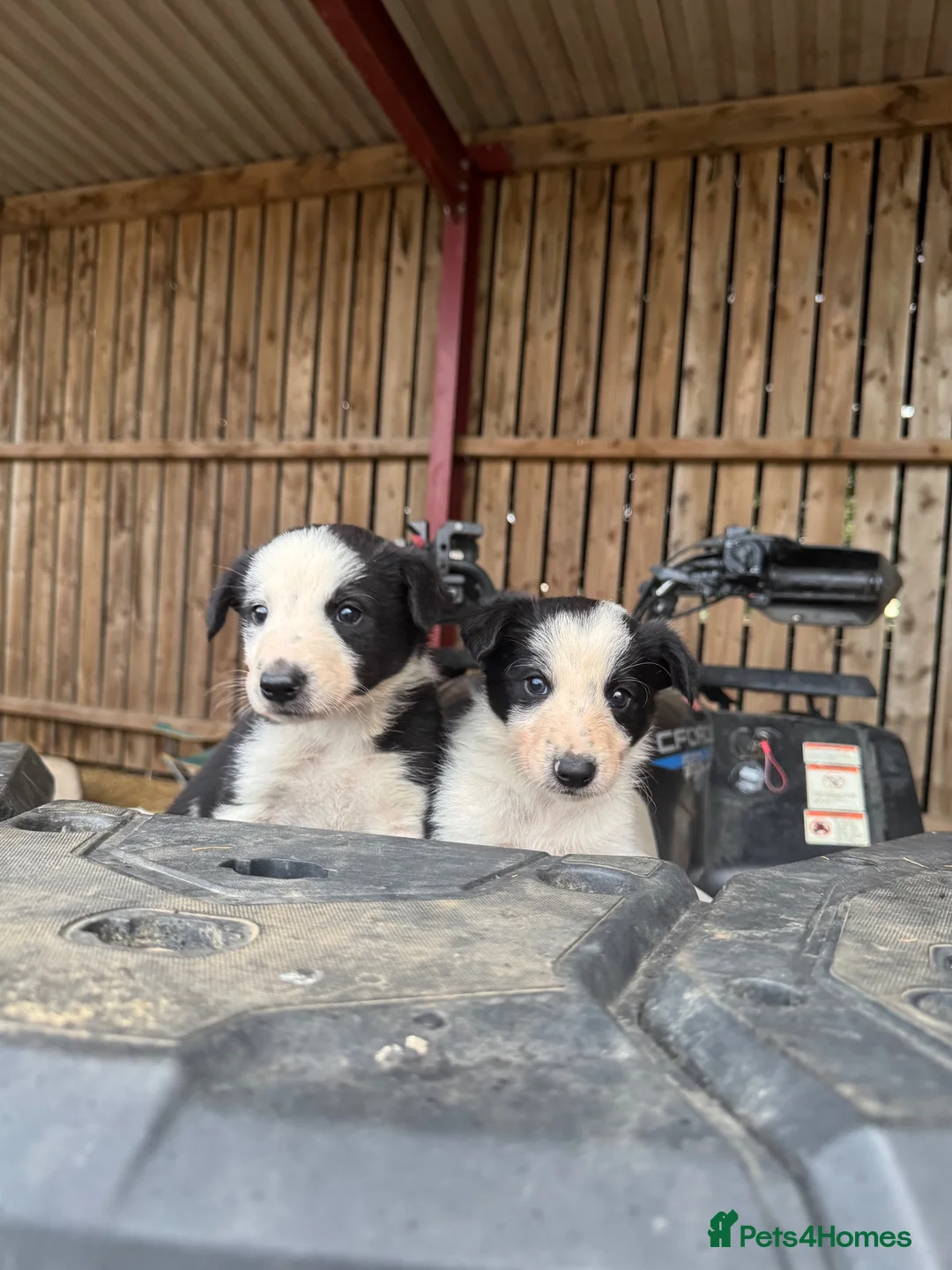 Border Collie dogs for sale: cute border collie pups - Advert 2