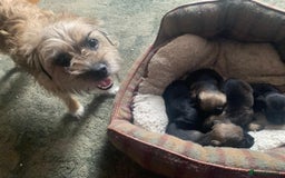 Border Terrier dogs for sale: Border Terrier Puppies For Sale  - Image 5