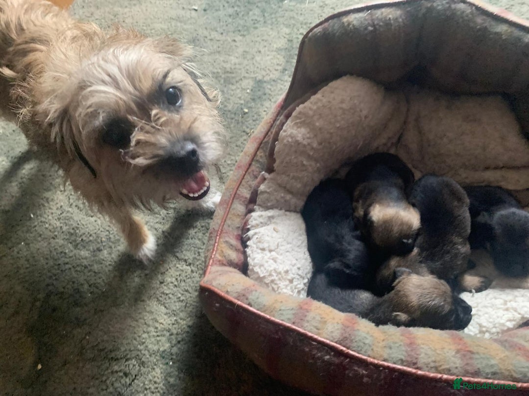 Border Terrier dogs for sale: Border Terrier Puppies For Sale  - Image 5